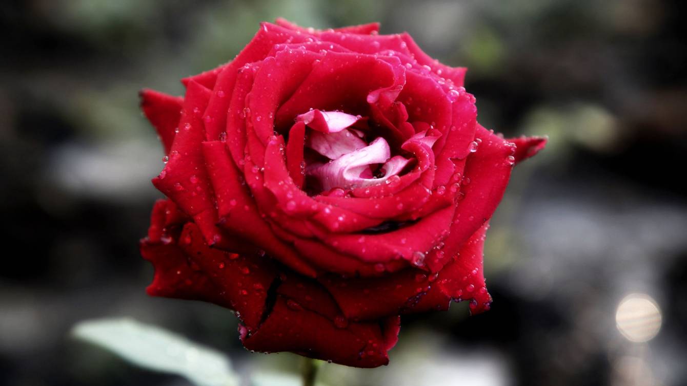 Aprilia Red Rose 50 (Розочка)